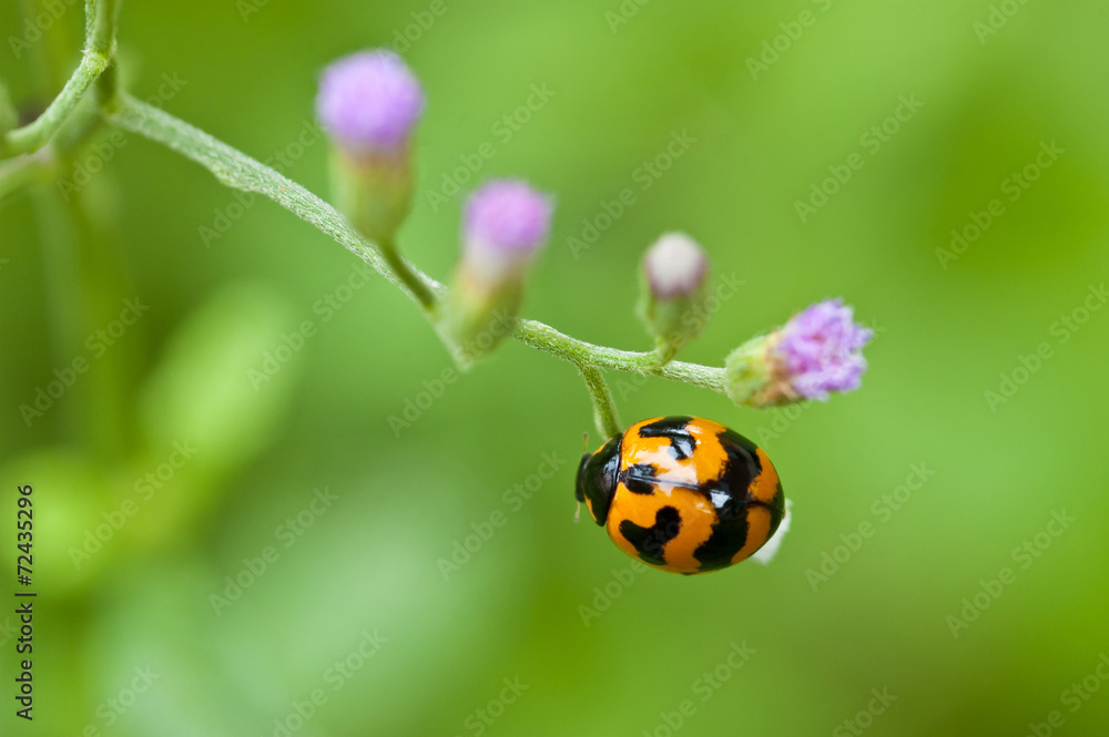Naklejka premium ladybug on green leaf