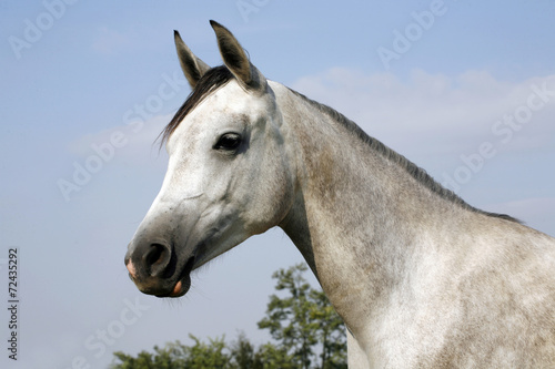 Arabian gray horse standing in corral at summertime