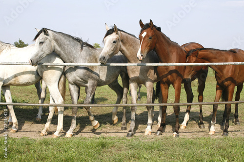 Nice arabian mares looking over corral door © acceptfoto