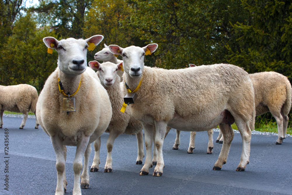 Obraz premium ewe
