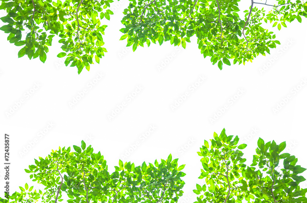 Beautiful Green leaves on white background Beautiful Green leaves on white background