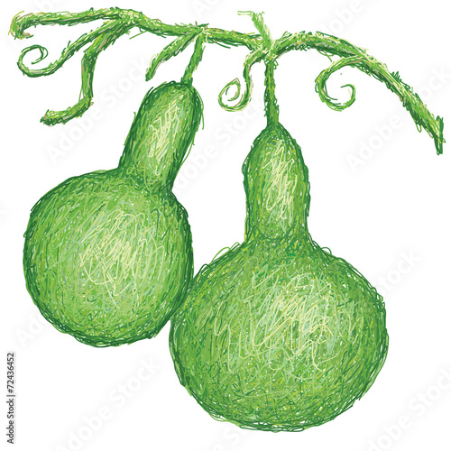 bottle gourd