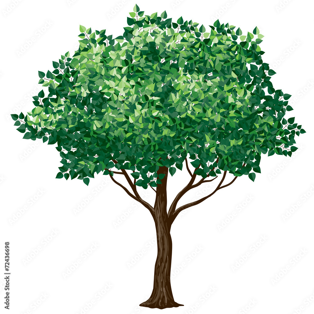 Obraz premium Foliage tree