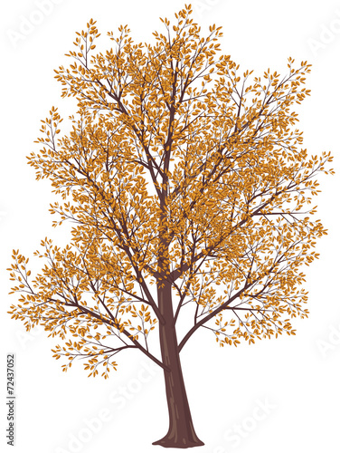 Autumn tree