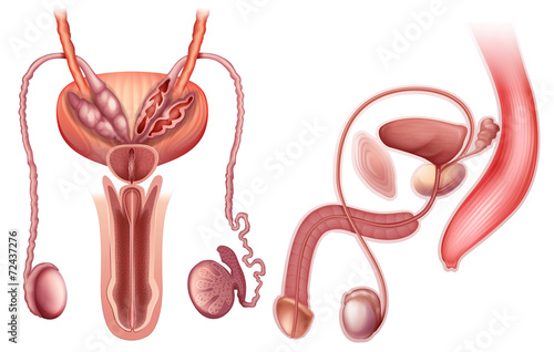 A male reproductive organ