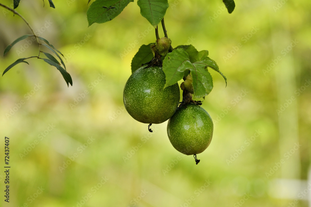 fresh green Passion fruit on vine from frame fresh green Passion fruit on vine from frame
