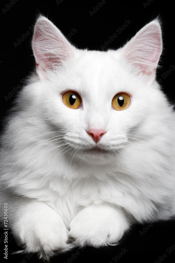 close-up Pure white cat on the black background