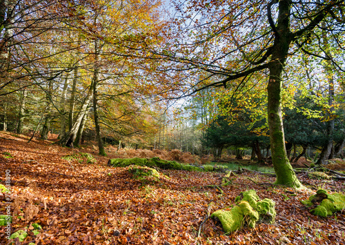 Autumn in the New Forest photo