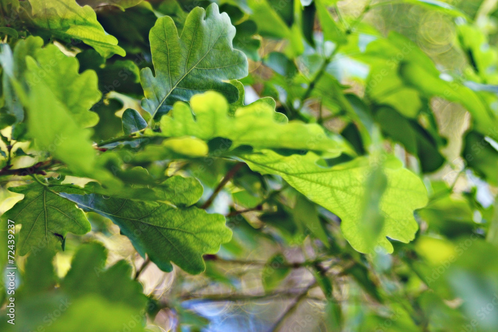 green background tree leaves summer spring green background tree leaves summer spring