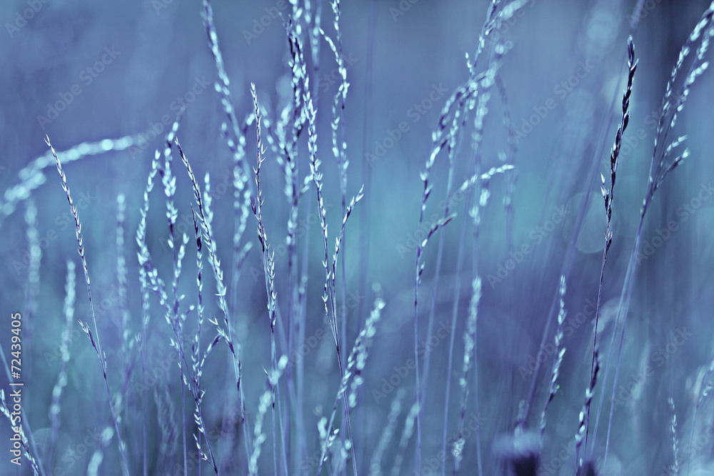 autumn cold gray background bokeh grass monochrome autumn cold gray background bokeh grass monochrome