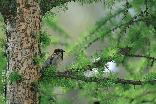 background green branches larch photo