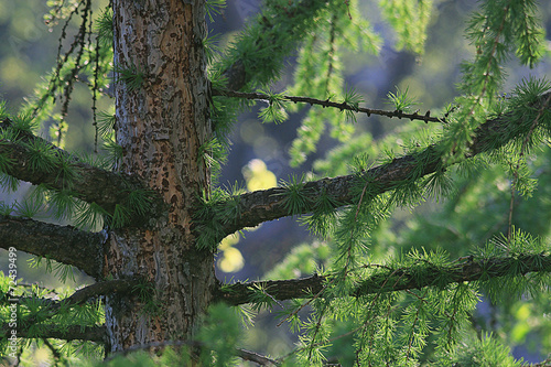 Photos background green branches larch