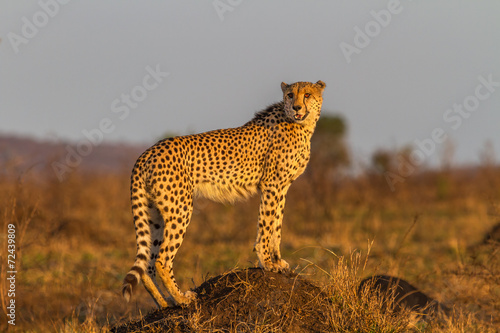 Cheetah Standing on Termite Mound