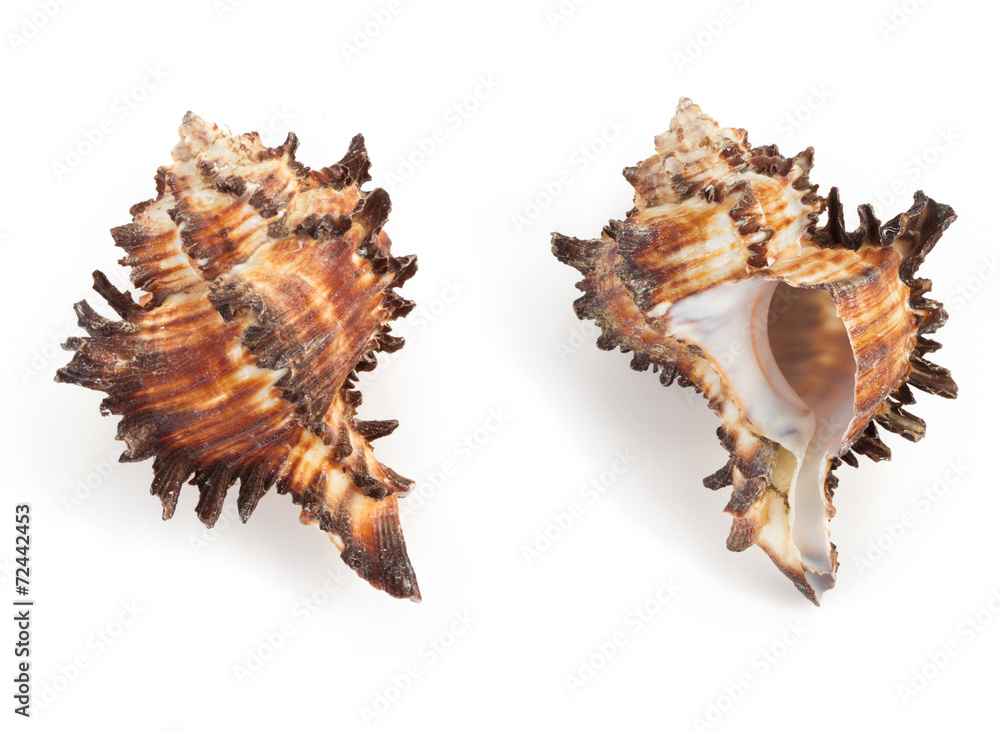 seashell on white background seashell on white background