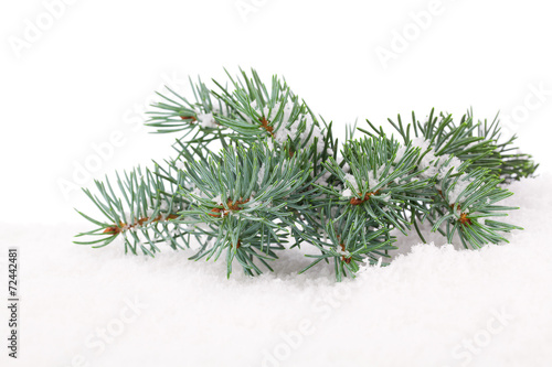 Branch of Christmas tree in snow  on white background