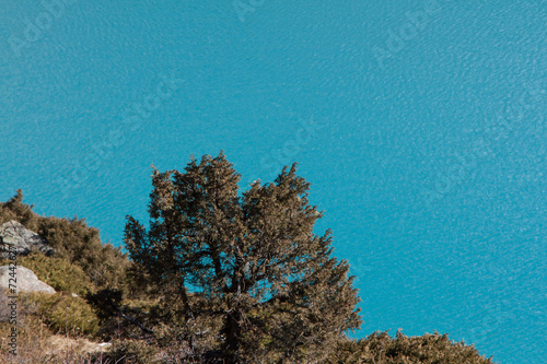 tree on a background of a mountain lake