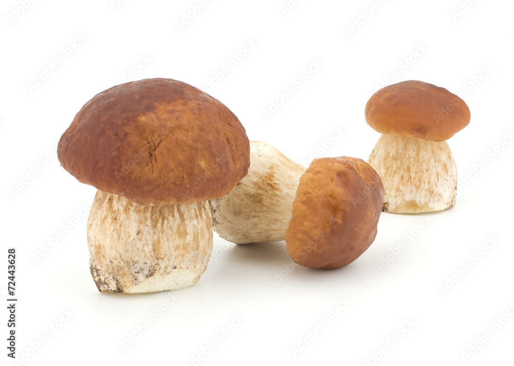 Boletus edulis mushroom isolated on white background close up Boletus edulis mushroom isolated on white background close up