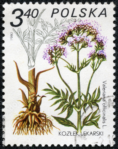 stamp printed in Poland shows Valeriana officinalis