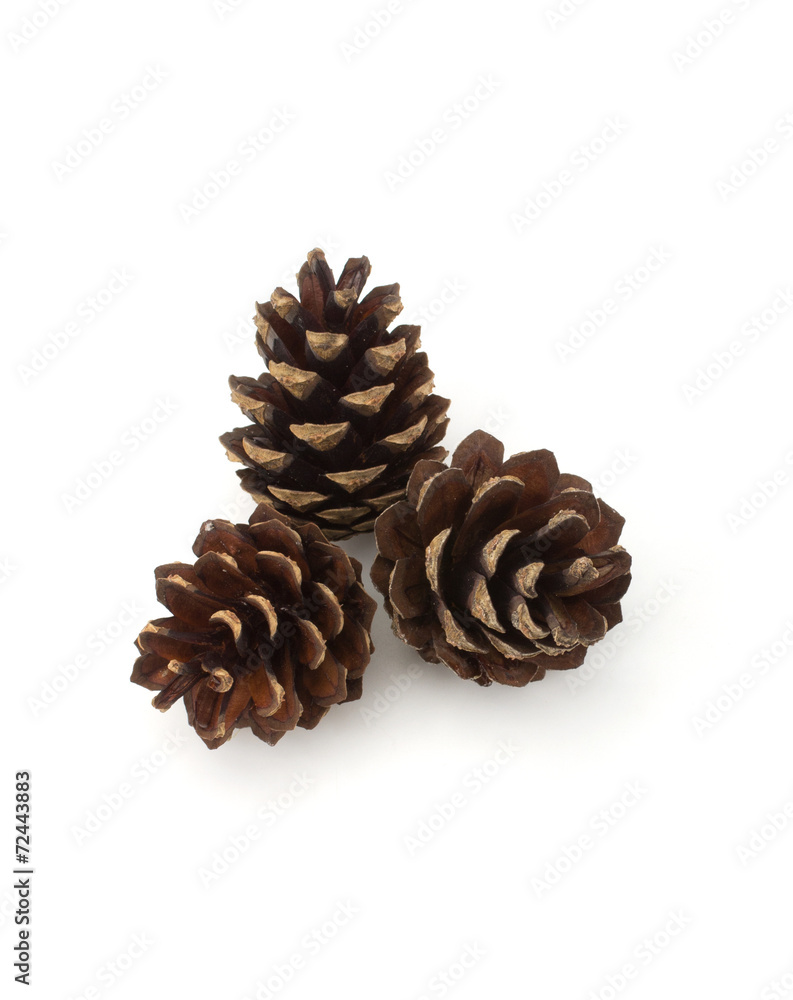 Pine cones isolated on white background Pine cones isolated on white background