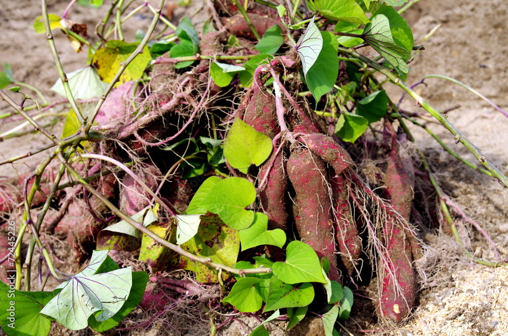 Naklejka premium 芋掘り