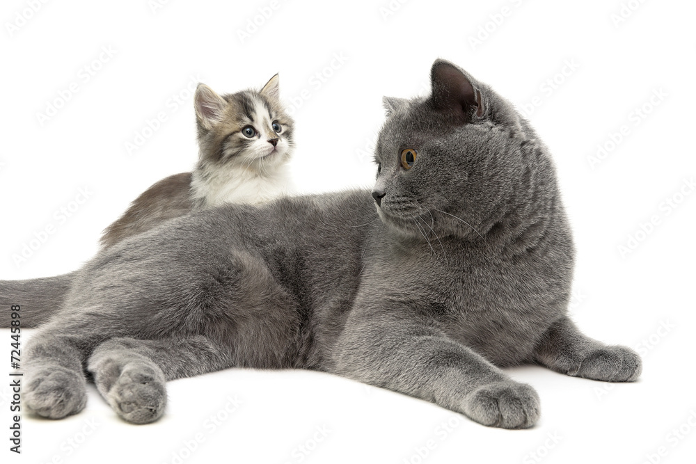 Fototapeta premium adult cat and small kitten on a white background