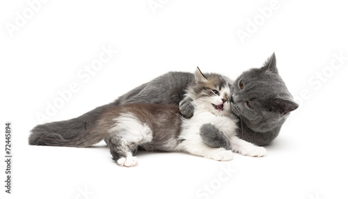 gray cat plays with a small kitten isolated on white background © evgenyi