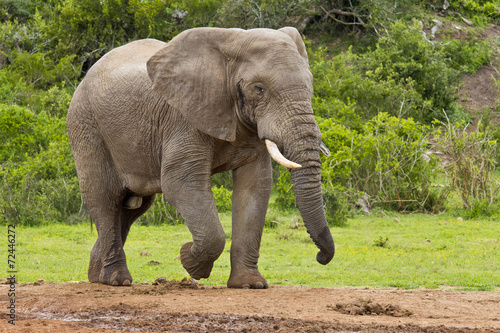 Strong male elephant