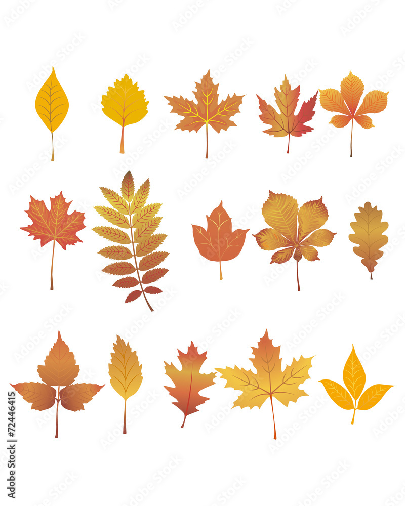 Autumn leaves set Autumn leaves set