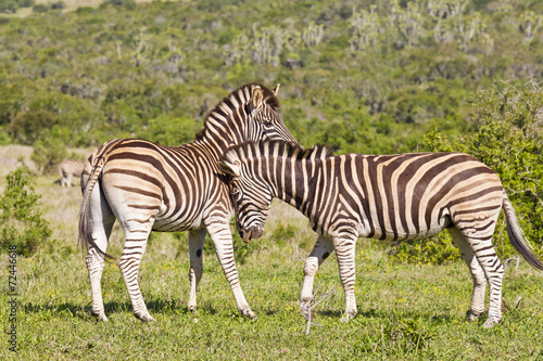 Zebra affection