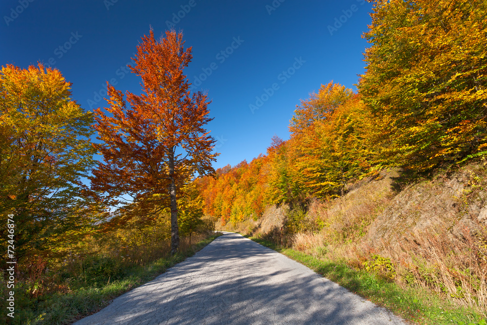 Empty asphalt road - forest in autumn