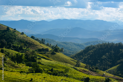 Rice terrace