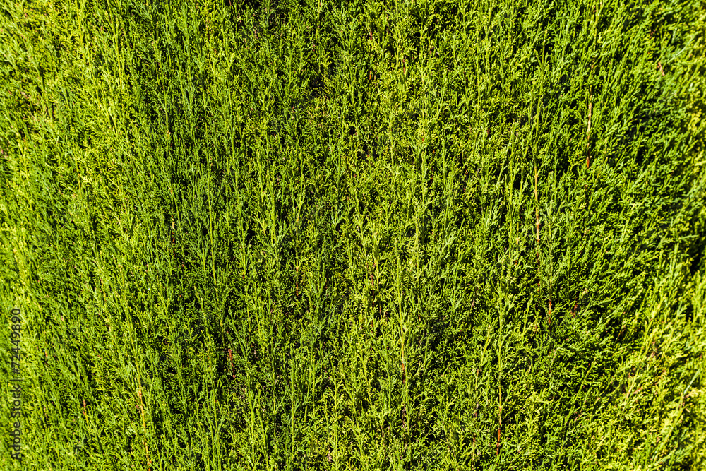 Naklejka Green Hedge background