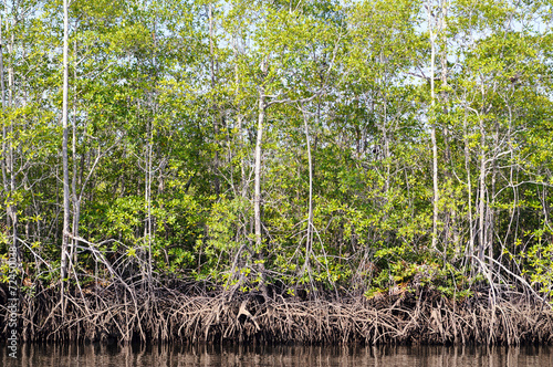 Mangrove forest from Central America, Costa Rica, Osa peninsula