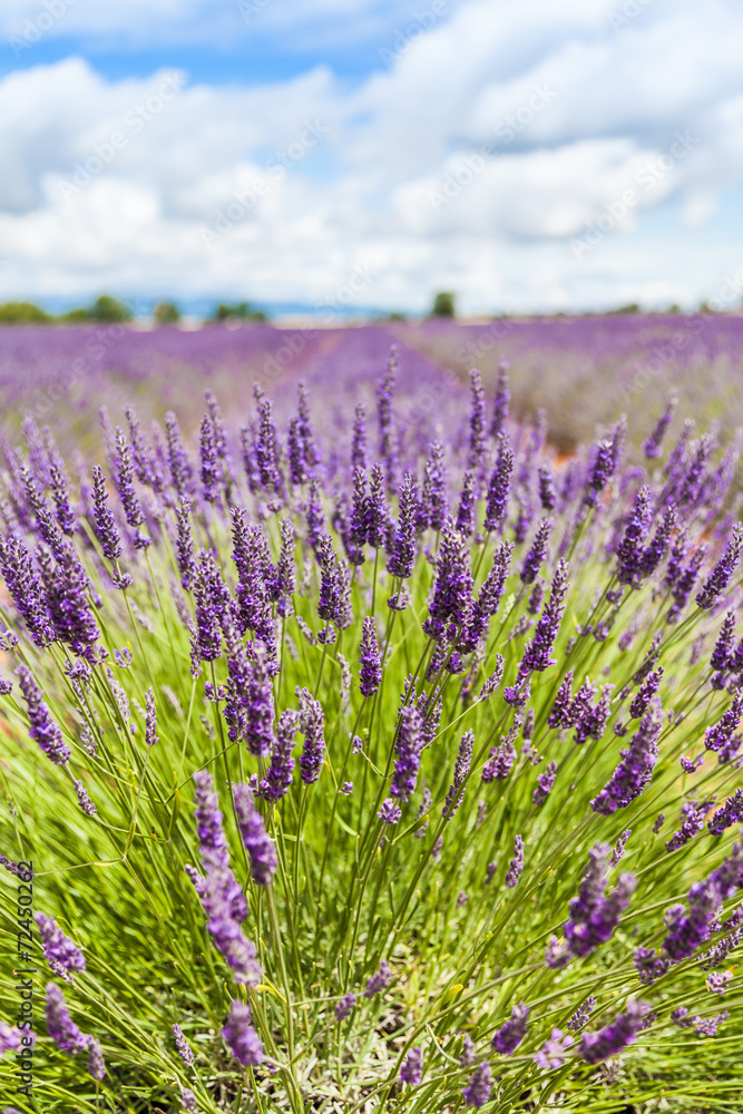 Obraz premium Lavander field