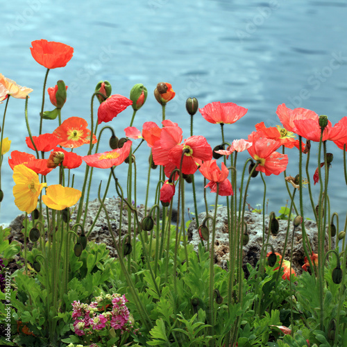 Colorful poppies on the Lake Geneva