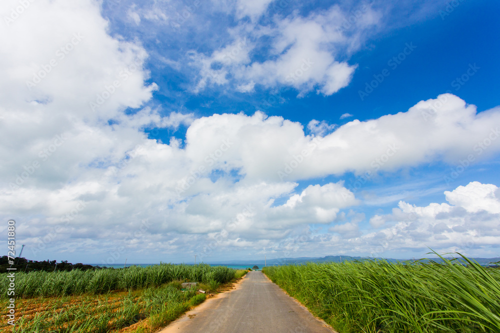 Fototapeta premium 沖縄 サトウキビ畑と海