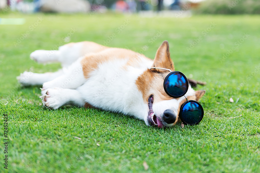 Dog wearing sunglasses on the green grass Dog wearing sunglasses on the green grass