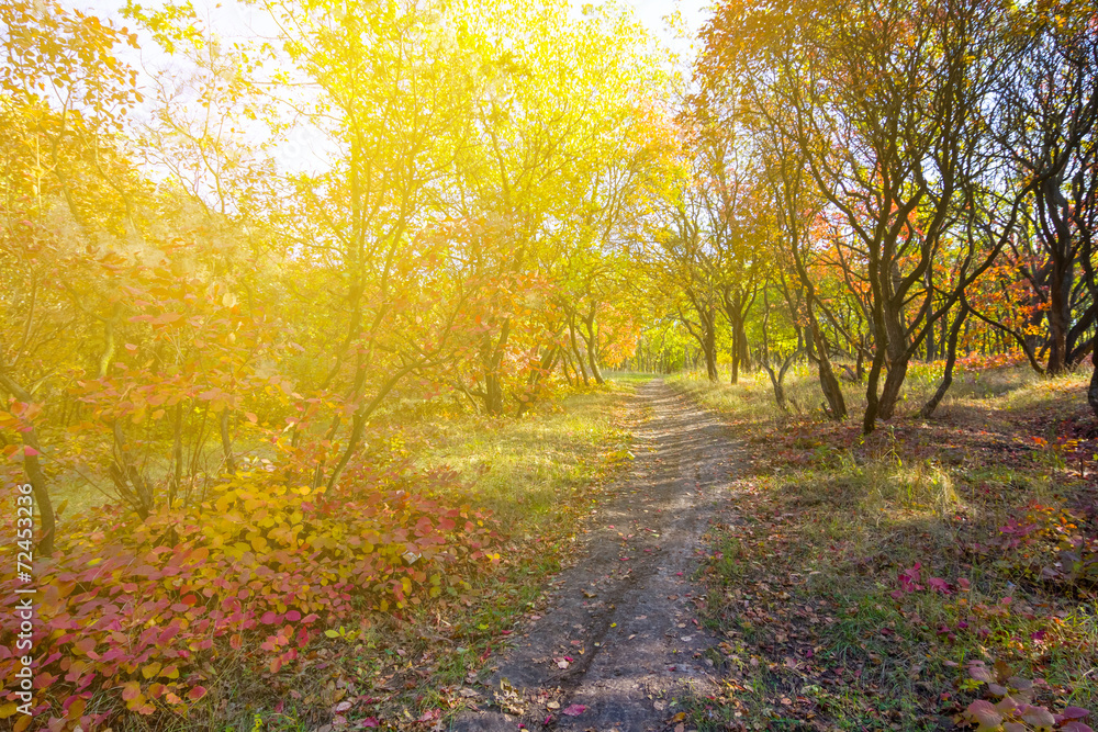 autumn park by a sunny day