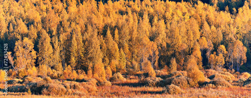 panorama of autumn forest