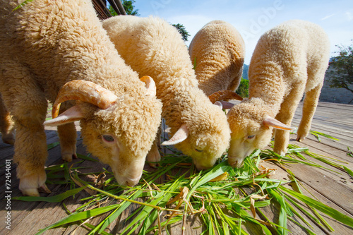 merino sheep eating ruzi grass leaves on wood ground of rural ra photo