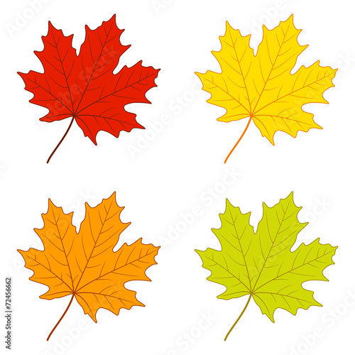 Autumn maple leaves