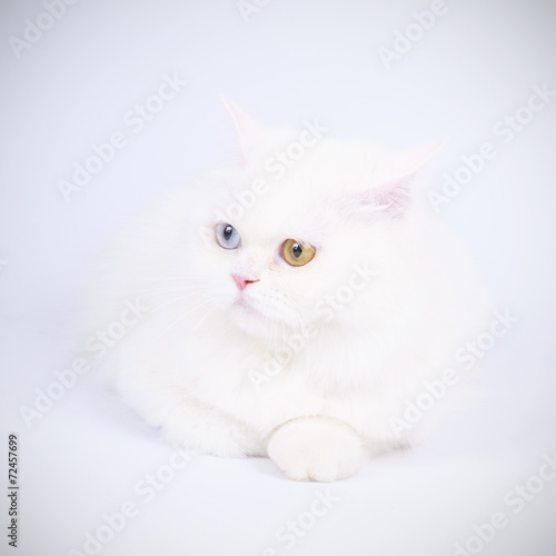 Persian cat, sitting in front of white background