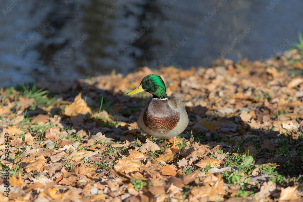 duck on the fall foliage