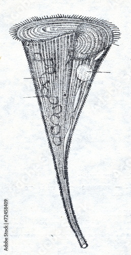 Trumpet animalcule (Stentor) photo