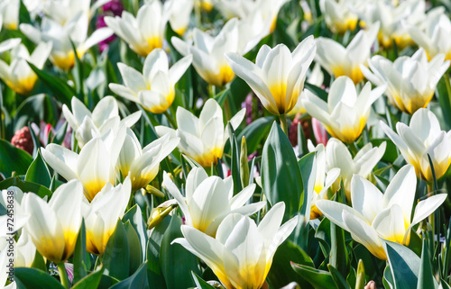 Beautiful white tulips close-up.