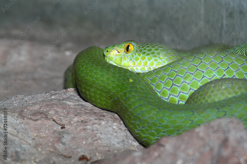 Fototapeta premium green snake