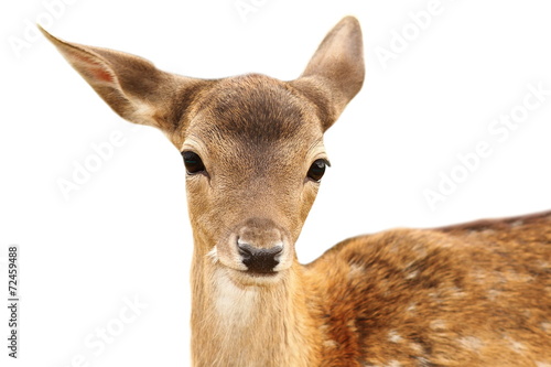 isolated portrait of fallow deer calf