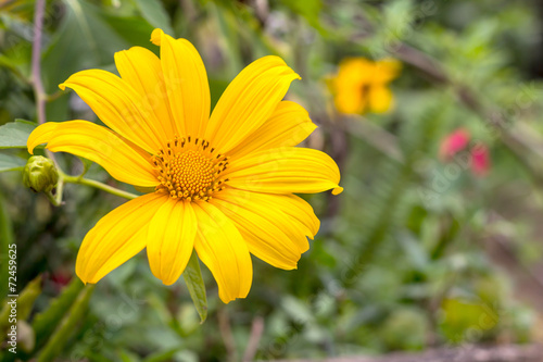 Tung Bua Tong  Mexican sunflower weed valley  in Thailand