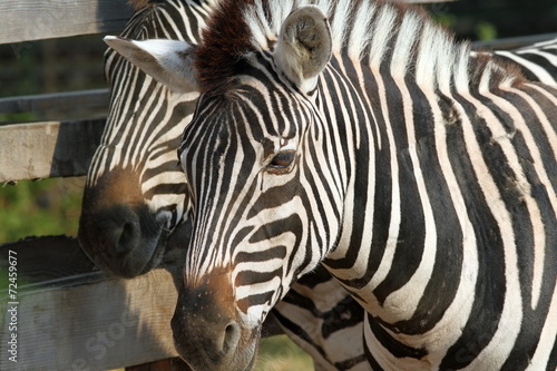 zebra portrait