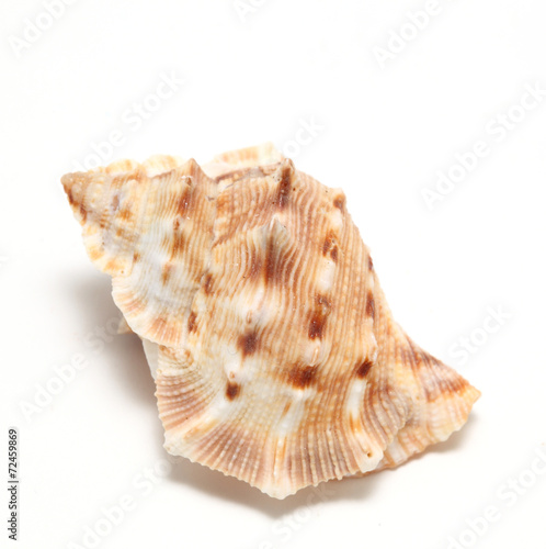 large seashell